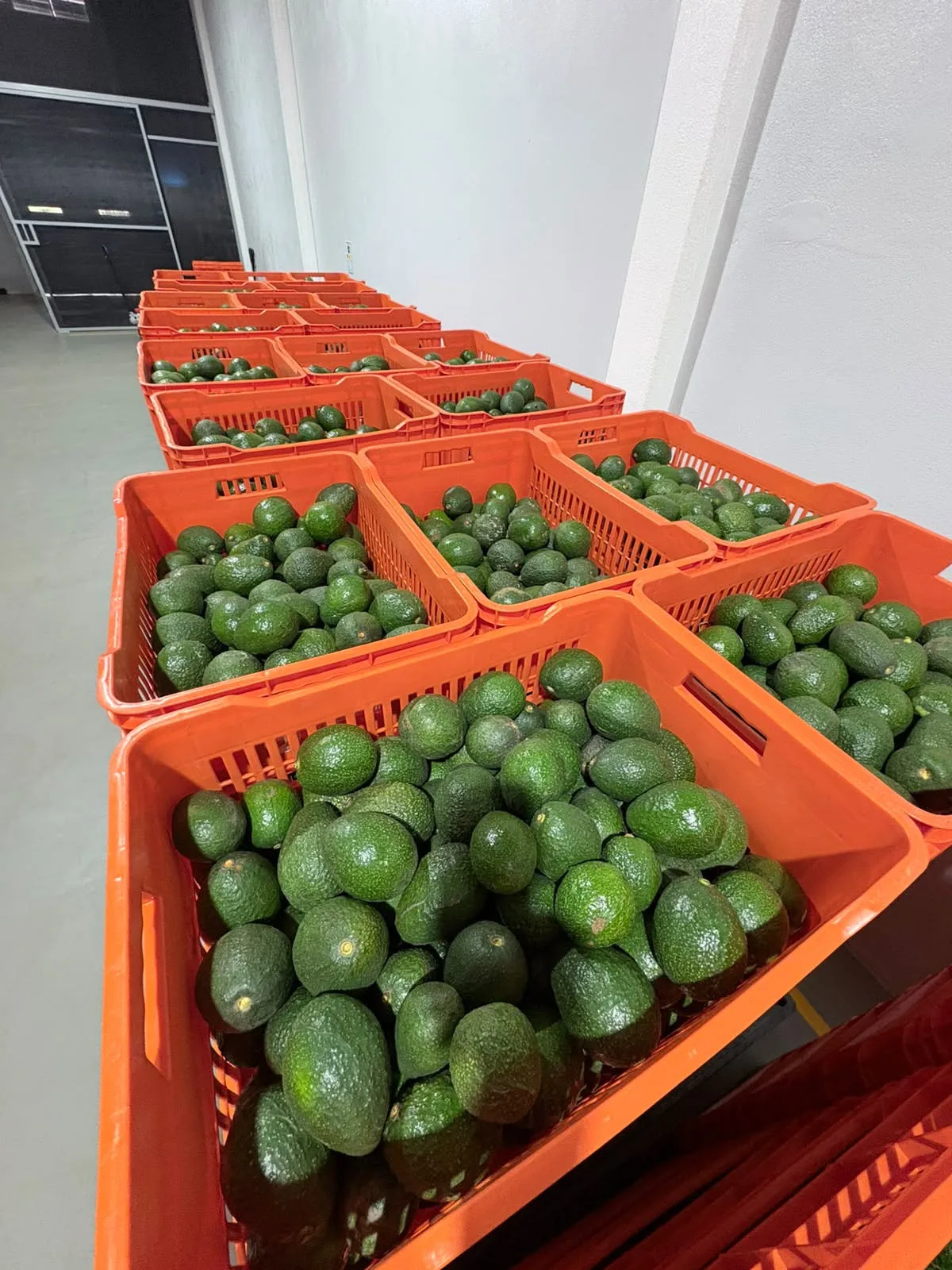 Aguacate Hass en cajas MF Avocados
